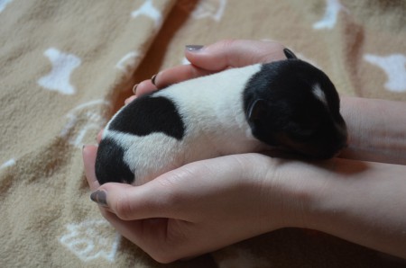 CONSTANTIN - Namensgeber war Keanu Reeves im gleichnamigen Film...